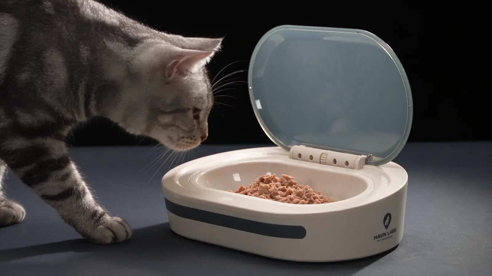 A silver tabby approaches an open HAVN Node holding wet food