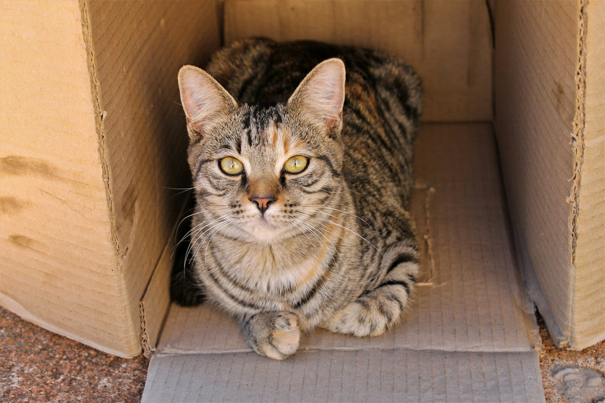 Silver tabby cat curled inside a cardboard box