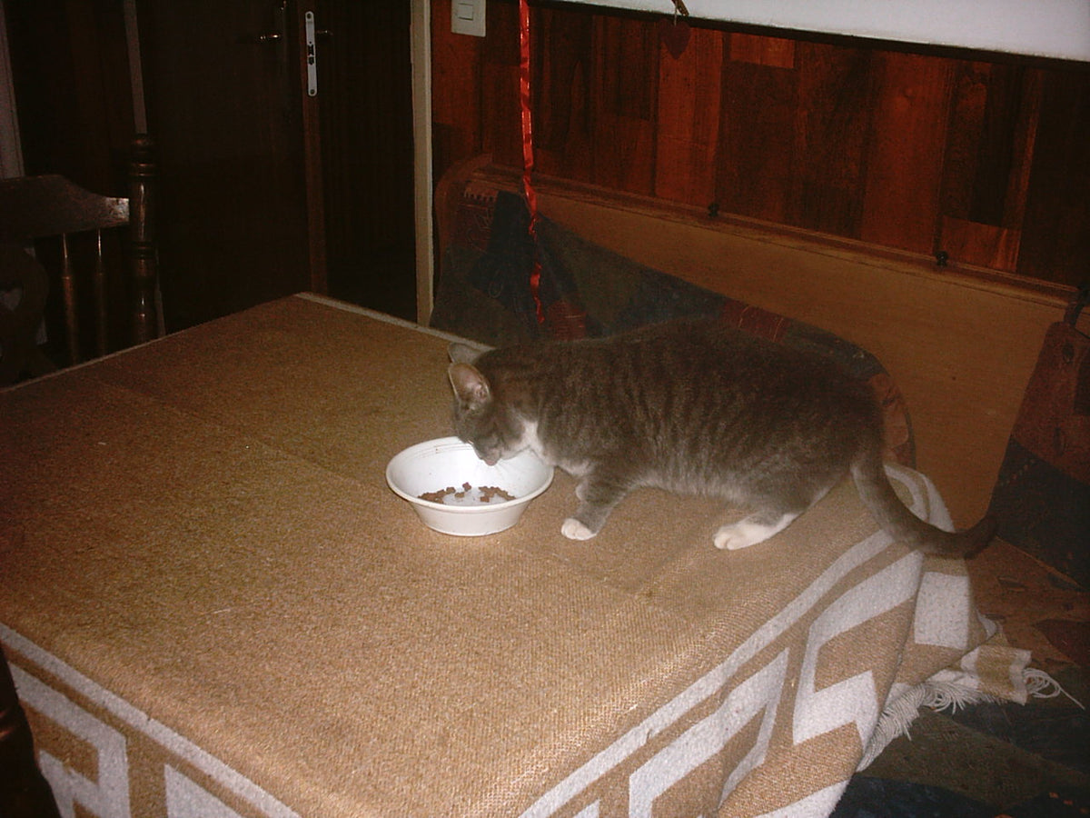 A tabby-and-white cat eating from a food bowl