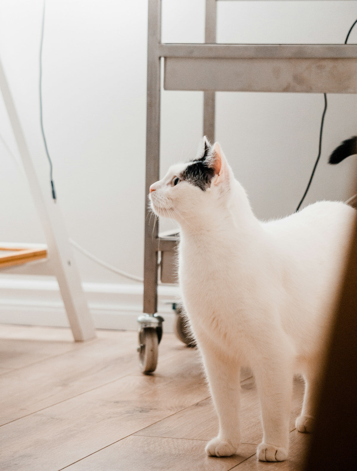 Alert black-and-white cat looking upward as if listening