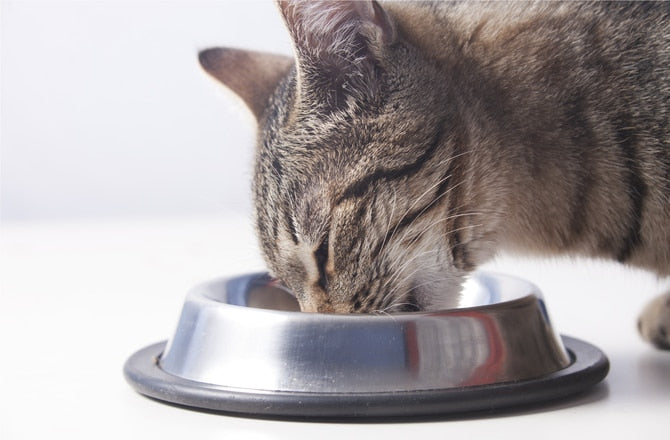 Tabby cat eating from a reflective stainless-steel bowl