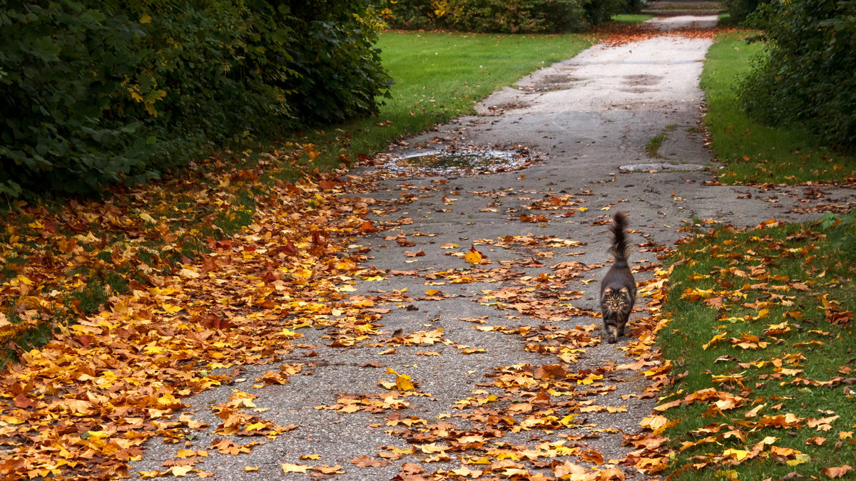 Long-haired cat approaching with its tail held upright