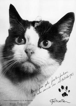 Archival portrait of Félicette, the French cat launched into space in 1963