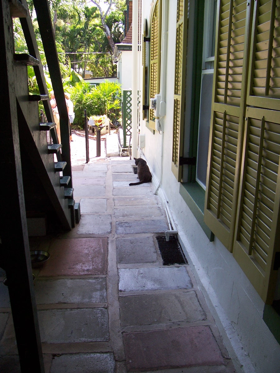 Polydactyl cat at the Ernest Hemingway House in Key West