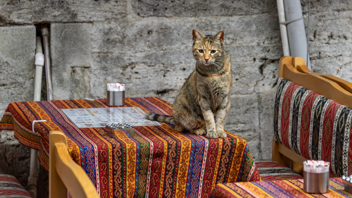 A free-roaming cat at Sultanahmet in Istanbul