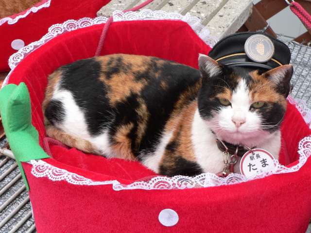 Tama wearing her stationmaster hat at Kishi Station