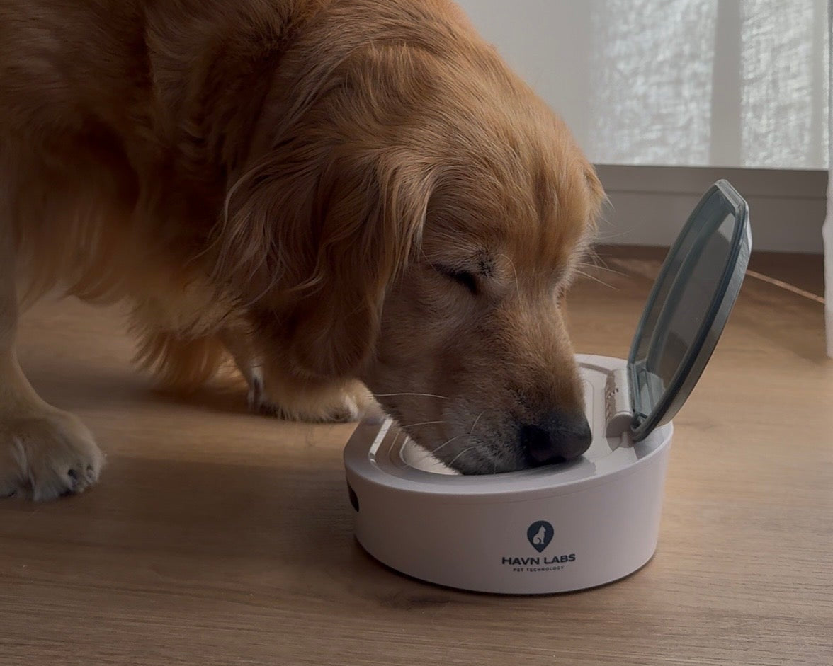 Pet eating from HAVN Node