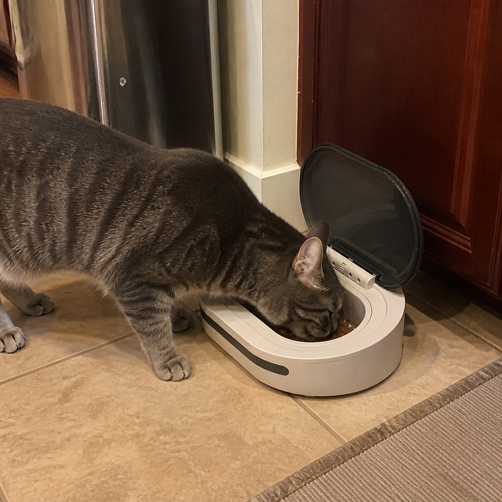 Grey tabby cat eating from the HAVN Node in a kitchen
