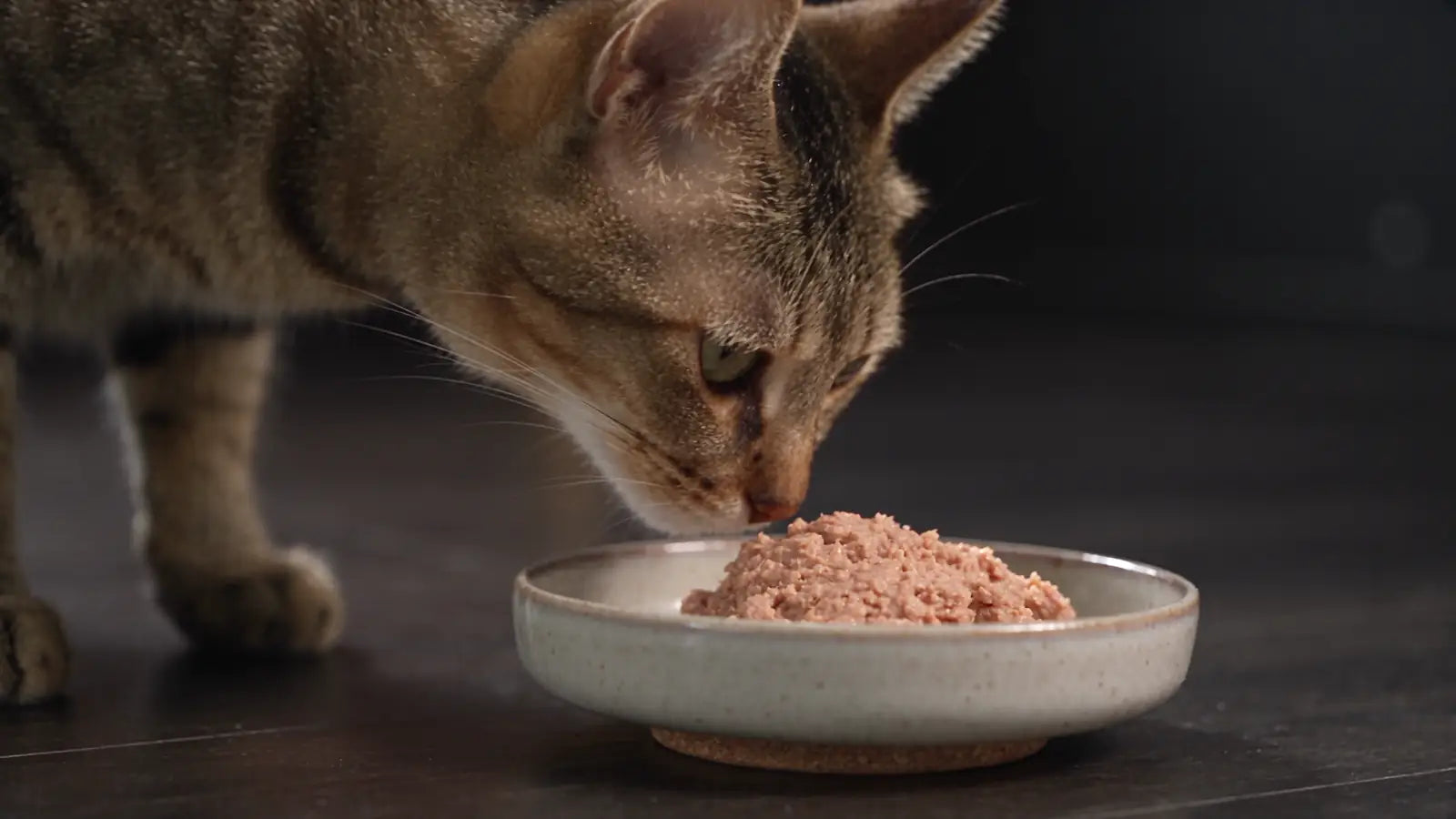A cat turns away from an open bowl, then eats from a HAVN Node that opens as it arrives and seals when it leaves